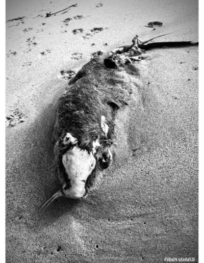 Série - Dead Bodies Everywhere - Photos numériques - Fabien Trarieux - Avril 2024 - 01