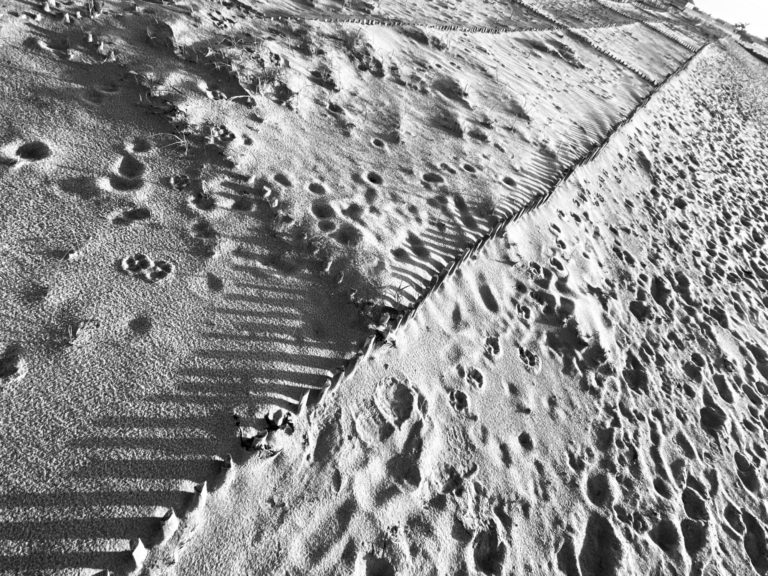 Sable et ganivelles paysage sous froid noir et blanc hivernal