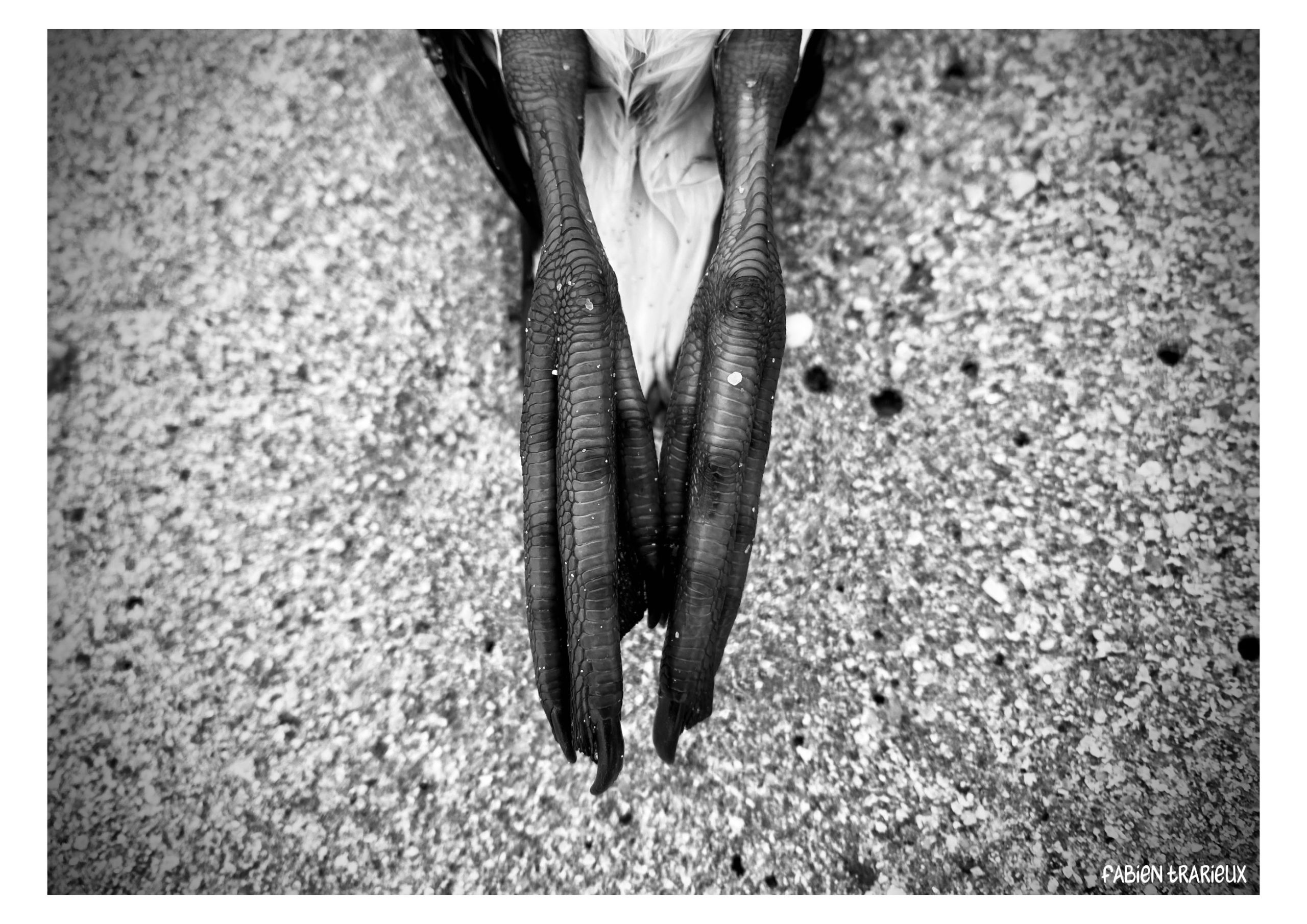 temps de merde - Image article série - Dead bodies everywhere - Fabien Trarieux - Avril 2024