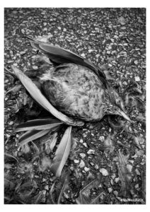 temps de merde - Série - Dead Bodies Everywhere - Photos numériques - Fabien Trarieux - Avril 2024 - 03