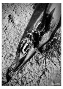 temps de merde - Série - Dead Bodies Everywhere - Photos numériques - Fabien Trarieux - Avril 2024 - 02