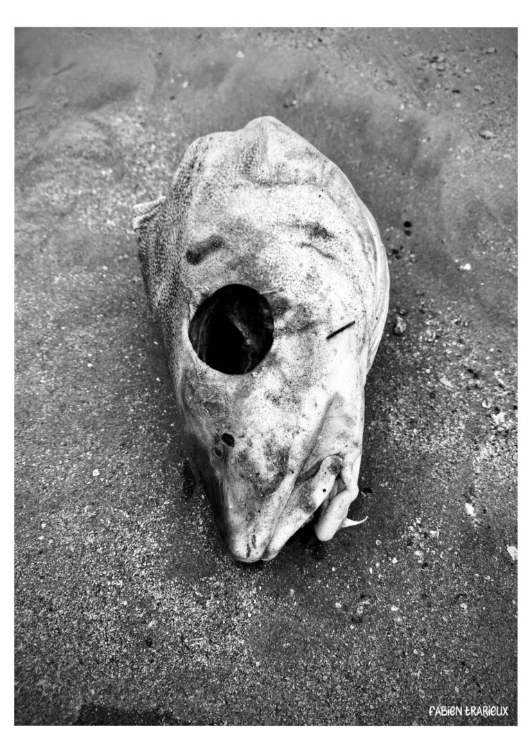 temps de merde - Série - Dead Bodies Everywhere - Photos numériques - Fabien Trarieux - Avril 2024 - 07