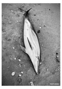 temps de merde - Série - Dead Bodies Everywhere - Photos numériques - Fabien Trarieux - Avril 2024 - 02