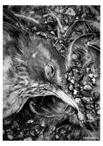 temps de merde - Série - Dead Bodies Everywhere - Photos numériques - Fabien Trarieux - Avril 2024 - 2