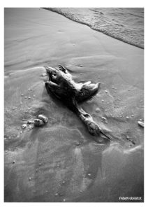 temps de merde - Série - Dead Bodies Everywhere - Photos numériques - Fabien Trarieux - Avril 2024 - 3