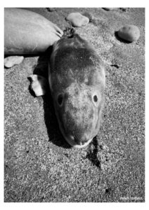 temps de merde - Série - Dead Bodies Everywhere - Photos numériques - Fabien Trarieux - Avril 2024 - 4