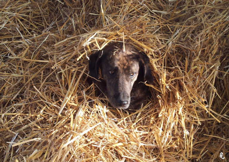 la chienne boum dont la tête dépasse d'un tas de paille