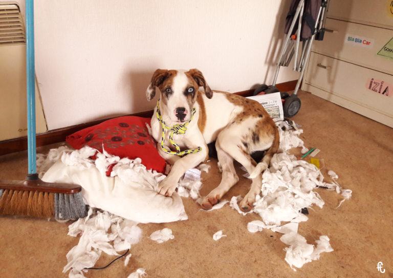 dalaï, jeune chien fougueux qui défonçait tout sur son passage, l'air de rien