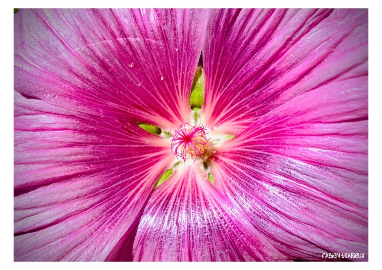 pluie soleil pluie et floraison