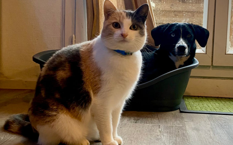 photo mise en avant pour l'article blog, chiens, chats et autres histoires d'attachement; en premier plan un chat "écaille de tortue" et un chien en arrière plan dans sa niche