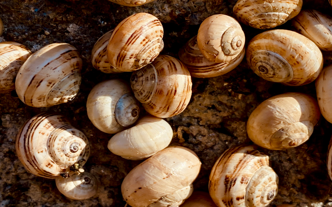 image mise en avant de plusieurs petits escargots en gros plan pour l'article "pause estivale"