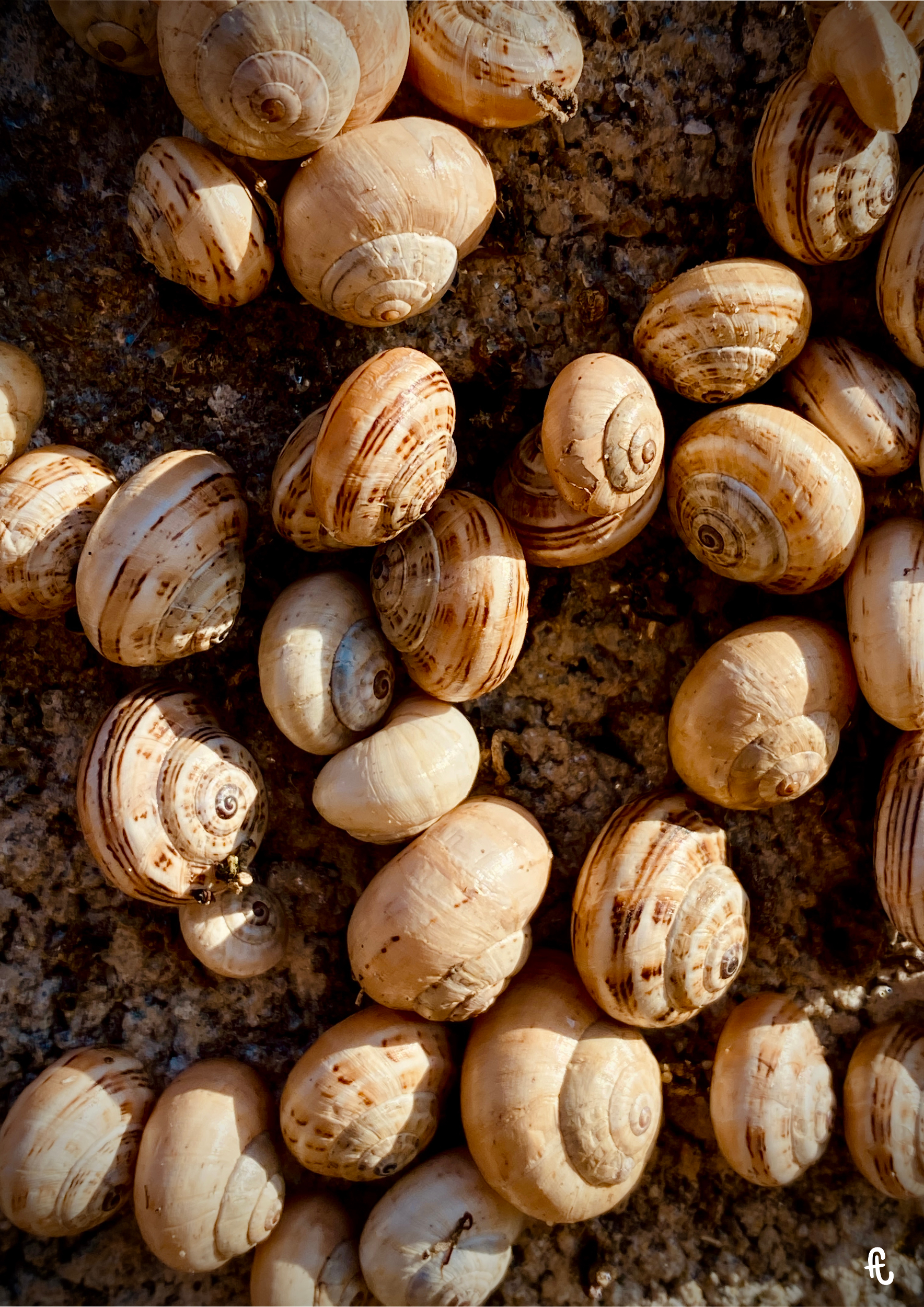 photo en gros plan d'un regroupement de petits escargots visibles sur les bords de mer