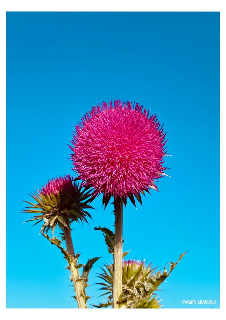 fleurs de chardon sur ciel bleu