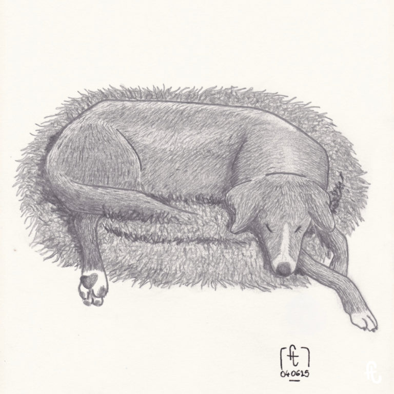 illustration de tikka au crayon gris