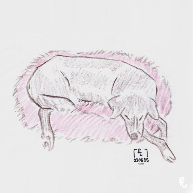 illustration de tikka première esquisse