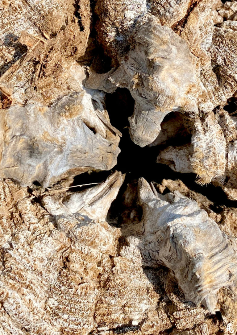 coeur de bois usé par le temps